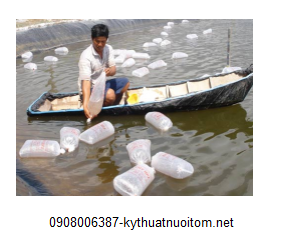 Thả tôm giống rất quan trọng do đó bà con cần đặc biệt chú ý