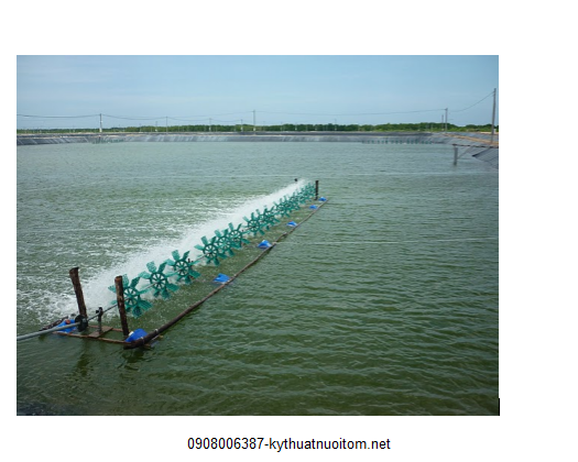 Kỹ thuật nuôi tôm chuyên nghiệp đòi hỏi bà con phải liên tục theo dõi độ mặn của nước trong ao Kỹ thuật nuôi tôm chuyên nghiệp đòi hỏi bà con phải liên tục theo dõi độ mặn của nước trong ao