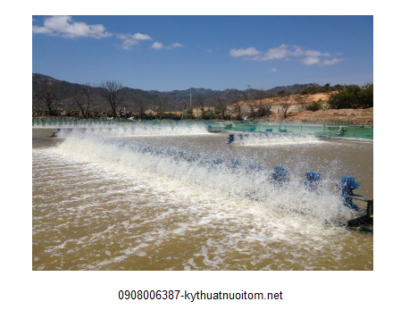 Có rất nhiều nguyên nhân có thể khiến nguồn nước trong ao nuôi tôm bị ô nhiễm Có rất nhiều nguyên nhân có thể khiến nguồn nước trong ao nuôi tôm bị ô nhiễm