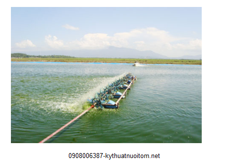 Chất lượng nước và chất lượng đáy ao dơ bẩn sẽ tác động trực tiếp tới con tôm Chất lượng nước và chất lượng đáy ao dơ bẩn sẽ tác động trực tiếp tới con tôm