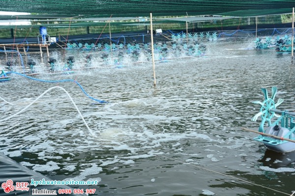 kỹ thuật nuôi tôm kỹ thuật nuôi tôm