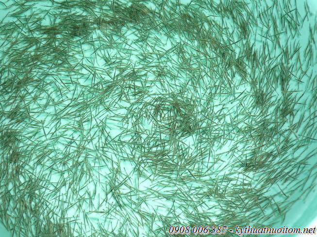 Nên chọn tôm sú giống có kích cỡ bằng nhau Nên chọn tôm sú giống có kích cỡ bằng nhau