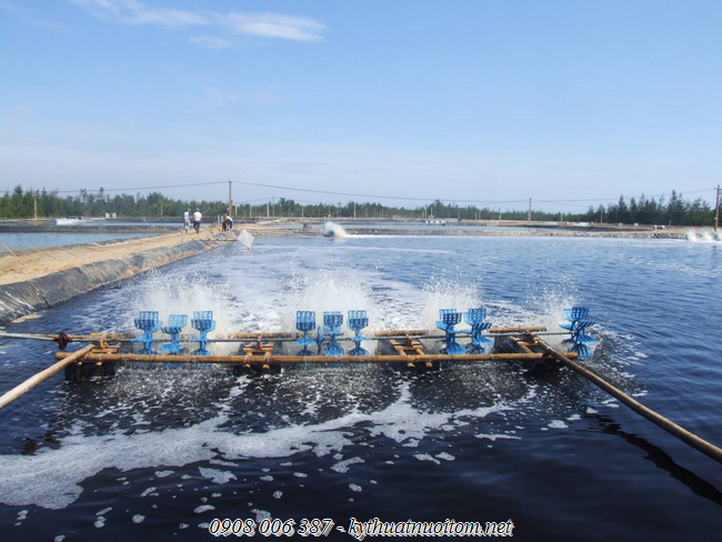 Hướng dẫn kỹ thuật nuôi tôm sú (phần 2) Hướng dẫn kỹ thuật nuôi tôm sú (phần 2)