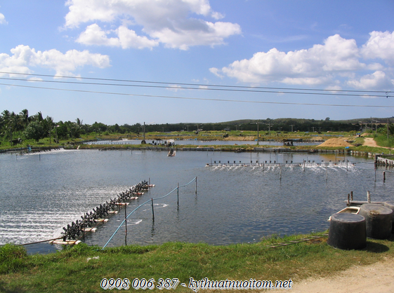 Nuôi tôm cần tuân thủ theo đúng kỹ thuật để đảm bảo tôm phát triển tốt Nuôi tôm cần tuân thủ theo đúng kỹ thuật để đảm bảo tôm phát triển tốt