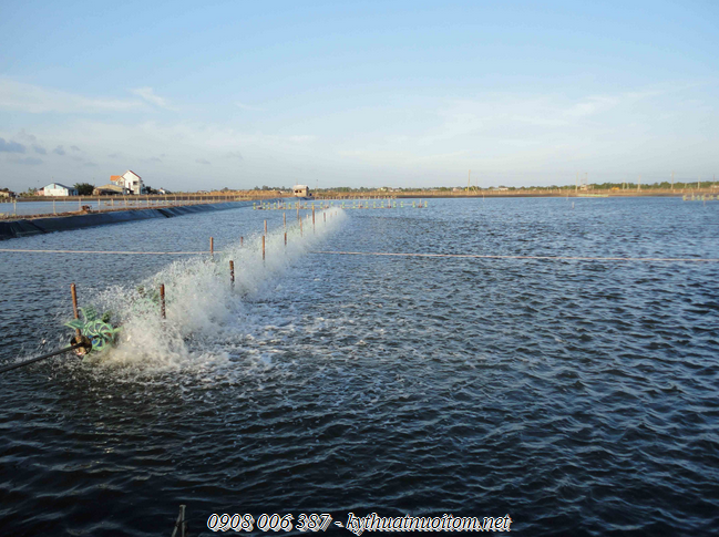 Nên bật quạt nuôi tôm chạy liên tục để tôm sú phát triển tốt Nên bật quạt nuôi tôm chạy liên tục để tôm sú phát triển tốt