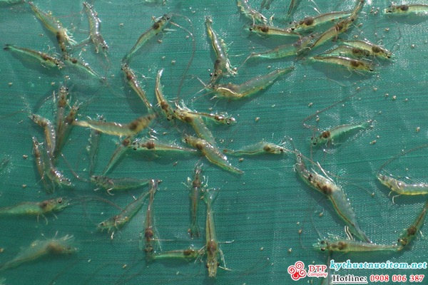 kỹ thuật nuôi tôm kỹ thuật nuôi tôm