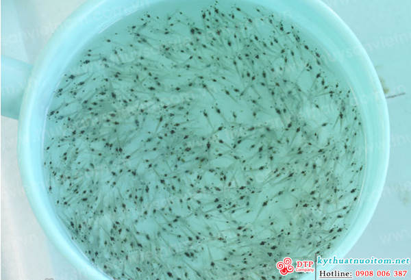 kỹ thuật nuôi tôm kỹ thuật nuôi tôm