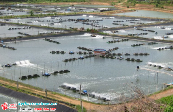 kỹ thuật nuôi tôm kỹ thuật nuôi tôm