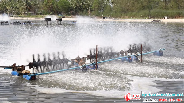 kỹ thuật nuôi tôm kỹ thuật nuôi tôm