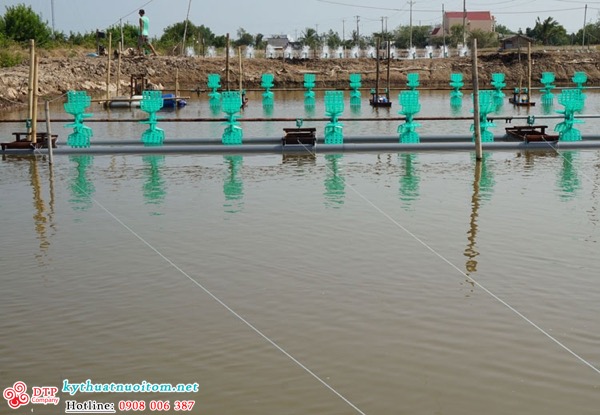 kỹ thuật nuôi tôm kỹ thuật nuôi tôm