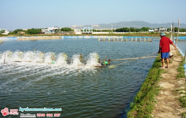 kỹ thuật nuôi tôm kỹ thuật nuôi tôm