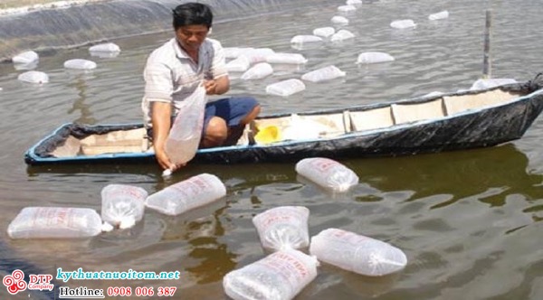 kỹ thuật nuôi tôm kỹ thuật nuôi tôm