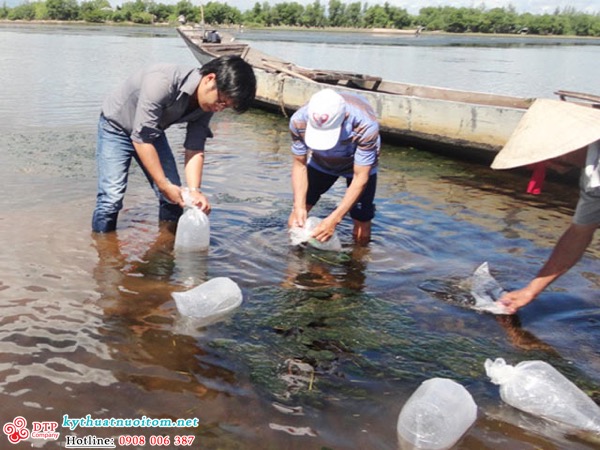 kỹ thuật nuôi tôm kỹ thuật nuôi tôm