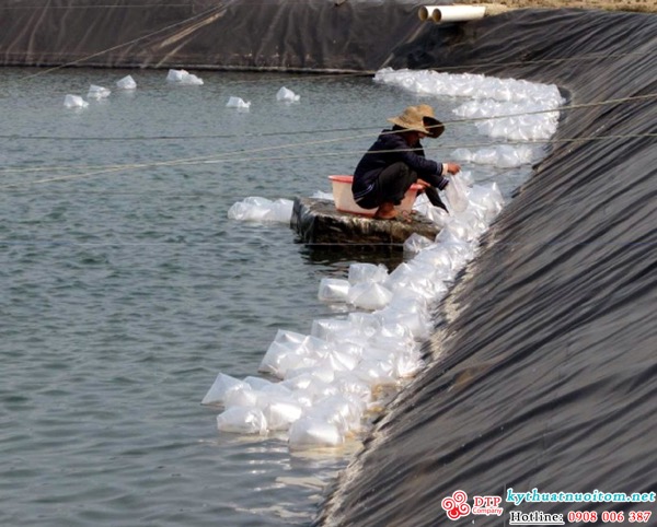 kỹ thuật nuôi tôm kỹ thuật nuôi tôm