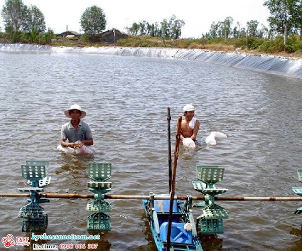 kỹ thuật nuôi tôm kỹ thuật nuôi tôm