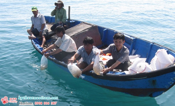 kỹ thuật nuôi tôm kỹ thuật nuôi tôm
