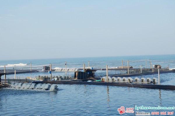 kỹ thuật nuôi tôm kỹ thuật nuôi tôm