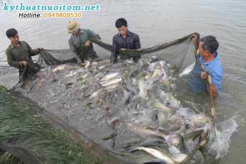 Đối với cá trắm cỏ, ngoài việc cho ăn cỏ cần cho ăn thêm tinh bột để tăng sức đề kháng cho cá Đối với cá trắm cỏ, ngoài việc cho ăn cỏ cần cho ăn thêm tinh bột để tăng sức đề kháng cho cá
