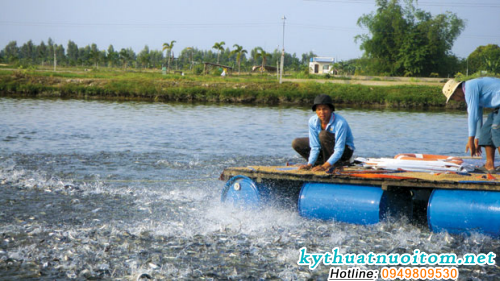 Tiêu diệt mầm bệnh khi nuôi cá là điều cực kỳ quan trọng Tiêu diệt mầm bệnh khi nuôi cá là điều cực kỳ quan trọng