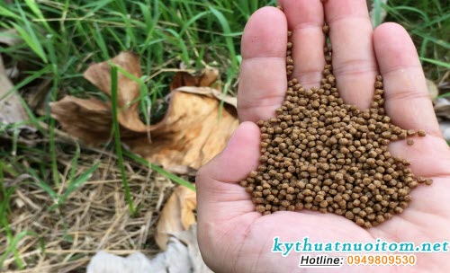 Tốt nhất là nên trộn thuốc với 30% lượng thức ăn so với ngày cá chưa bệnh Tốt nhất là nên trộn thuốc với 30% lượng thức ăn so với ngày cá chưa bệnh