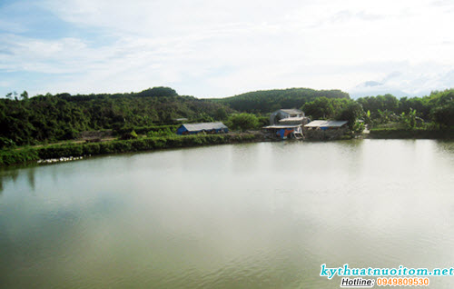 Tảo nguồn gốc tạo màu nước tự nhiên cho ao nuôi cá Tảo nguồn gốc tạo màu nước tự nhiên cho ao nuôi cá