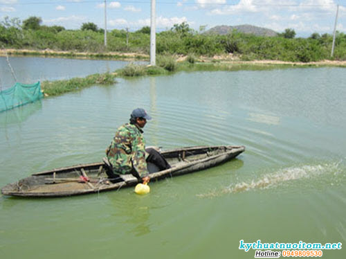 Ngoài yếu tố tích cực đầu tiên là nguồn thức ăn tự nhiên, màu nước còn tăng cường oxy cho ao nuôi thông qua quá trình quang hợp, dưới tác dụng của ánh sáng mặt trời vào ban ngày Ngoài yếu tố tích cực đầu tiên là nguồn thức ăn tự nhiên, màu nước còn tăng cường oxy cho ao nuôi thông qua quá trình quang hợp, dưới tác dụng của ánh sáng mặt trời vào ban ngày