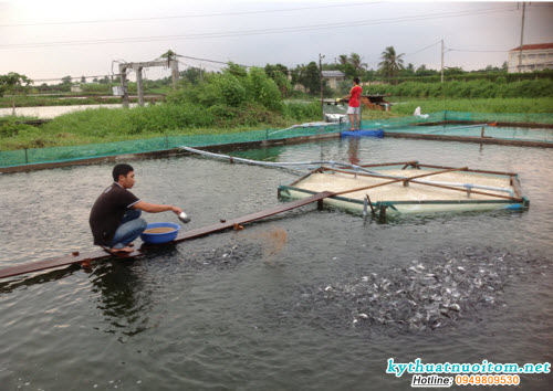 Như vậy, trong ao lưu giữ và ổn định tảo đồng nghĩa với mô hình bền vững, ổn định, có hiệu quả kinh tế, gia giảm đáng kể hệ số thức ăn, hạ giá thành sản xuất, rút ngắn thời gian nuôi, tăng tỷ lệ sống, tăng hiệu quả kinh tế, tăng độ đồng đều, đạt kích thước hàng hóa Như vậy, trong ao lưu giữ và ổn định tảo đồng nghĩa với mô hình bền vững, ổn định, có hiệu quả kinh tế, gia giảm đáng kể hệ số thức ăn, hạ giá thành sản xuất, rút ngắn thời gian nuôi, tăng tỷ lệ sống, tăng hiệu quả kinh tế, tăng độ đồng đều, đạt kích thước hàng hóa