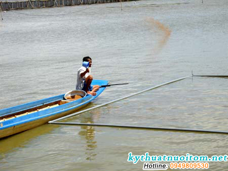 Tôm càng xanh là loài ăn tạp thiên về động vật Tôm càng xanh là loài ăn tạp thiên về động vật