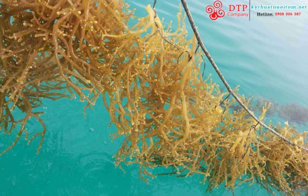 kỹ thuật nuôi tôm kỹ thuật nuôi tôm