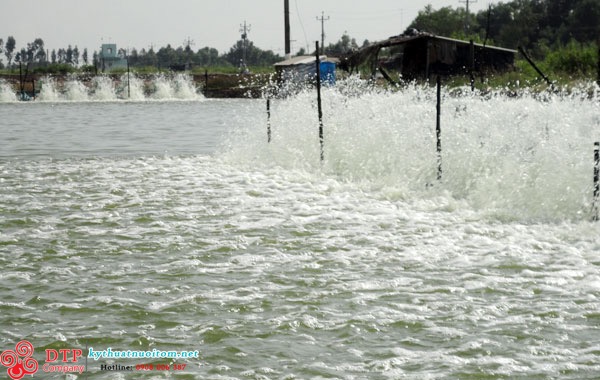 kỹ thuật nuôi tôm kỹ thuật nuôi tôm