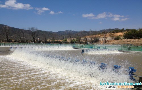 Dùng saponine diệt tạp xong phải thay nước mới được thả tôm giống Dùng saponine diệt tạp xong phải thay nước mới được thả tôm giống