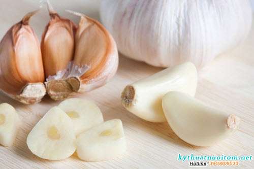 Tỏi giã cũng là một dược liệu không thể thiếu trong nghề nuôi tôm vì nó có khả năng diệt khuẩn, trị bệnh đường ruột, kích thích tôm ăn Tỏi giã cũng là một dược liệu không thể thiếu trong nghề nuôi tôm vì nó có khả năng diệt khuẩn, trị bệnh đường ruột, kích thích tôm ăn