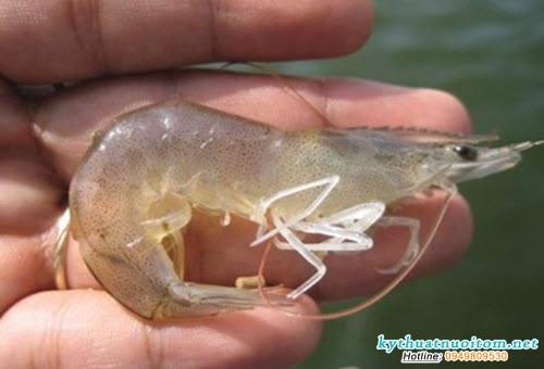 Tôm nhiễm bệnh cầu trùng rất dễ mắc thêm các bệnh khác, vì thế phải phòng sự phát sinh của các “bệnh cơ hội” Tôm nhiễm bệnh cầu trùng rất dễ mắc thêm các bệnh khác, vì thế phải phòng sự phát sinh của các “bệnh cơ hội”