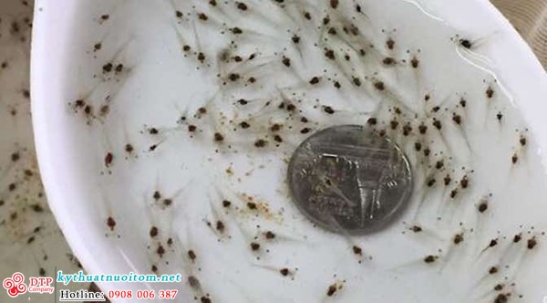 kỹ thuật nuôi tôm kỹ thuật nuôi tôm