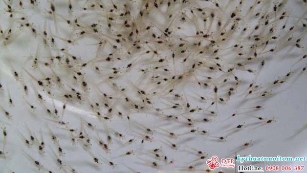 kỹ thuật nuôi tôm kỹ thuật nuôi tôm