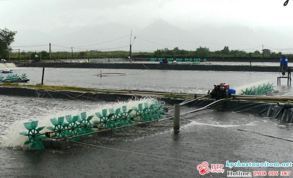 kỹ thuật nuôi tôm kỹ thuật nuôi tôm