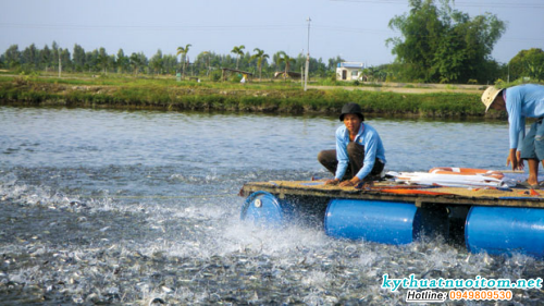 Nuôi 2 vụ trong năm thời gian xử lý chất thải quá ngắn nên không thể cải tạo được nền đáy ao, hơn nữa nuôi 2 vụ trong năm sẽ không cắt được sự phát triển của mầm bệnh nên chúng có điều kiện để tồn tại và lan truyền bệnh Nuôi 2 vụ trong năm thời gian xử lý chất thải quá ngắn nên không thể cải tạo được nền đáy ao, hơn nữa nuôi 2 vụ trong năm sẽ không cắt được sự phát triển của mầm bệnh nên chúng có điều kiện để tồn tại và lan truyền bệnh