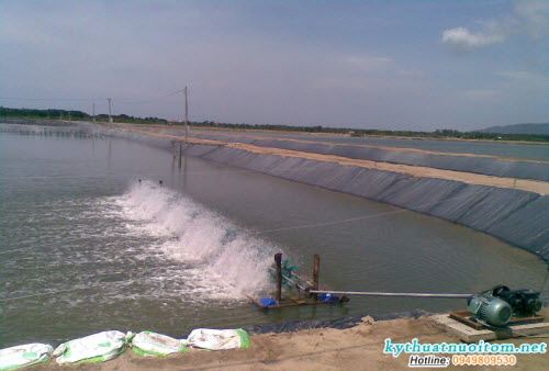 Ao đầm nuôi chọn ở địa điểm thuận lợi về giao thông, thuận tiện cho việc dịch vụ giống, thức ăn, tiêu thụ sản phẩm khi thu hoạch Ao đầm nuôi chọn ở địa điểm thuận lợi về giao thông, thuận tiện cho việc dịch vụ giống, thức ăn, tiêu thụ sản phẩm khi thu hoạch