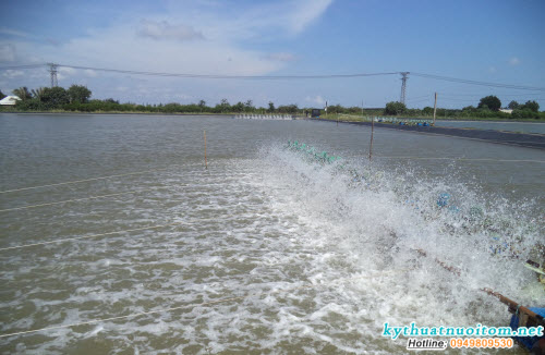 Ao xử lý có tầm quan trọng trong việc giữ gìn cho việc dịch bệnh không lan tràn trong vùng khi một số ao nuôi tôm bị mắc bệnh Ao xử lý có tầm quan trọng trong việc giữ gìn cho việc dịch bệnh không lan tràn trong vùng khi một số ao nuôi tôm bị mắc bệnh