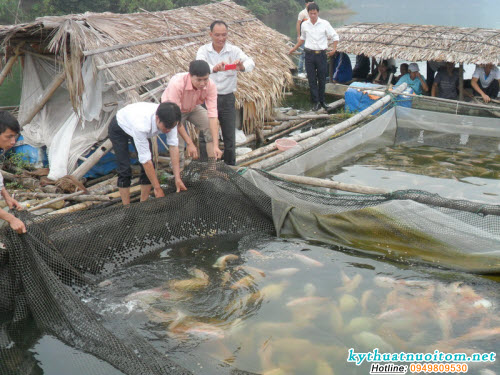 Nơi đặt lồng không được gây cản trở cho tàu thuyền đi lại trên sông Nơi đặt lồng không được gây cản trở cho tàu thuyền đi lại trên sông