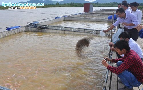 Buổi sáng trước khi cho cá ăn cần làm vệ sinh, vớt hết rong, cỏ, lá còn thừa, cọ rửa các khe lồng cho thông thoáng Buổi sáng trước khi cho cá ăn cần làm vệ sinh, vớt hết rong, cỏ, lá còn thừa, cọ rửa các khe lồng cho thông thoáng