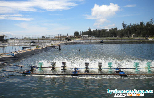 Bổ sung oxy hòa tan bằng quạt đập, hàng ngày quạt vào ban đêm và trước lúc cho ăn 30 phút Bổ sung oxy hòa tan bằng quạt đập, hàng ngày quạt vào ban đêm và trước lúc cho ăn 30 phút