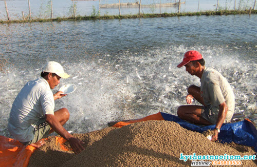 Cho tôm ăn đúng cữ và vừa đủ giúp nước ao nuôi giữ được vệ sinh Cho tôm ăn đúng cữ và vừa đủ giúp nước ao nuôi giữ được vệ sinh