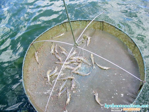 Khi thấy tôm lột xác nhiều nhất (nhất là kích thích tôm lột xác nên giảm đi 20% lượng thức ăn hàng ngày trong vòng 2 ngày, sau đó tăng trở lại bình thường) Khi thấy tôm lột xác nhiều nhất (nhất là kích thích tôm lột xác nên giảm đi 20% lượng thức ăn hàng ngày trong vòng 2 ngày, sau đó tăng trở lại bình thường)