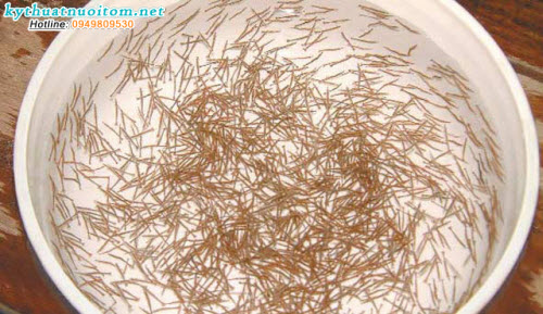 Chiều dài thân đạt 12 – 15mm, độ chênh lệch cỡ cá thể không quá 10% Chiều dài thân đạt 12 – 15mm, độ chênh lệch cỡ cá thể không quá 10%