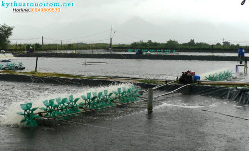 Gây sốc độ mặn là điều cần thiết để kiểm tra chất lượng tôm giống đồng thời nên bật cánh quạt nuôi tôm thêm để tôm khỏe hơn sau khi gây sốc độ mặn Gây sốc độ mặn là điều cần thiết để kiểm tra chất lượng tôm giống đồng thời nên bật cánh quạt nuôi tôm thêm để tôm khỏe hơn sau khi gây sốc độ mặn