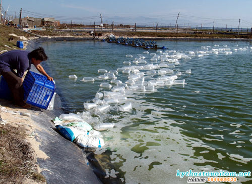 Tôm giống trước khi thả không qua thuần, nếu chênh lệch độ muối cao có thể dẫn tới tôm bị sốc, dẫn đến tỷ lệ hao hụt lớn (thuần trong bể từ 2 – 3 ngày trước khi đưa xuống ao nuôi) Tôm giống trước khi thả không qua thuần, nếu chênh lệch độ muối cao có thể dẫn tới tôm bị sốc, dẫn đến tỷ lệ hao hụt lớn (thuần trong bể từ 2 – 3 ngày trước khi đưa xuống ao nuôi)