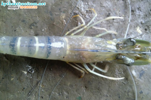 Nên theo dõi và quan sát tôm để phát hiện dấu hiệu bệnh nhanh nhất Nên theo dõi và quan sát tôm để phát hiện dấu hiệu bệnh nhanh nhất