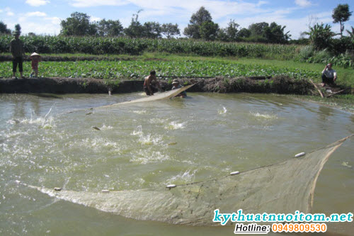 Cá giống thường mẫn cảm với bệnh cao hơn cá thịt, nhất là khi trên da bị tổn thương Cá giống thường mẫn cảm với bệnh cao hơn cá thịt, nhất là khi trên da bị tổn thương