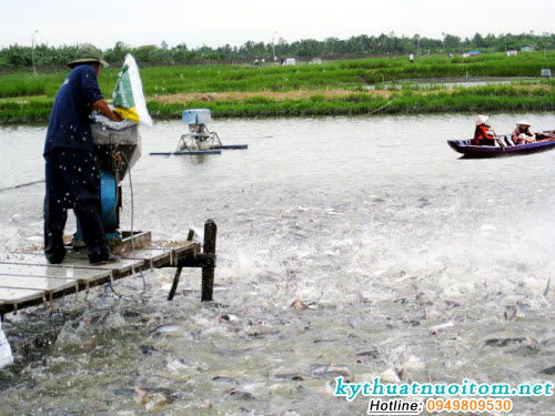 Bổ sung các loại thuốc, khoáng, vitamin để tăng cường sức đề kháng cho cá Bổ sung các loại thuốc, khoáng, vitamin để tăng cường sức đề kháng cho cá